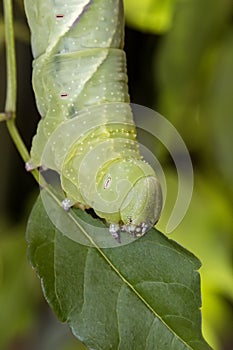 Caterpillar green - Manduca rustica - eating leaf and plant stem extreme closeup - Macro photo of green caterpillar feeding