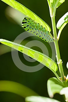 Caterpillar Green Papilio Macaone photo