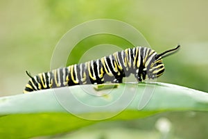 Caterpillar on green plant
