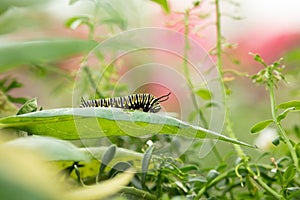 Caterpillar on green plant