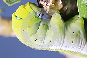 Caterpillar, green worm is eating leaf
