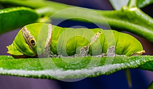 Caterpillar, green worm eating the leaves.