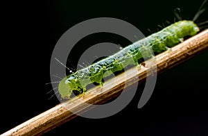 Caterpillar, green worm