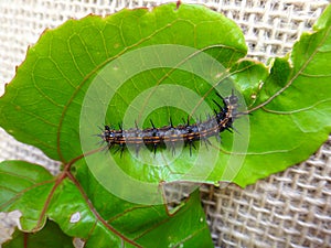 Caterpillar of gulf fritillary on passion fruit leaf with jute background