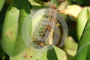 Caterpillar with hair and bristles on a leaf