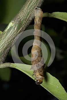 caterpillar hanging insect macro photo photo