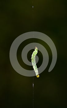 Caterpillar hanging on thread