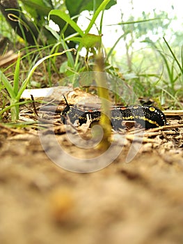 The Life of Butterfly : Caterpillar were struggle to find food.