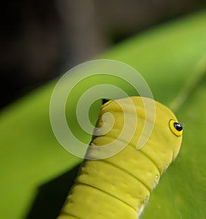 Caterpillar head macro shot on leaf