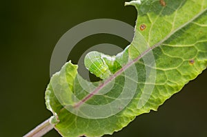 Caterpillar