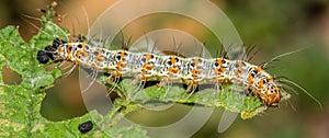 Caterpillar : Heliotrope Moth