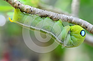 Caterpillar holding