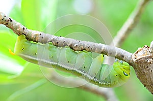 Caterpillar holding