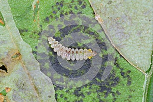 Caterpillar of Horse chestnut leaf miner Cameraria ohridella inside a mine in a chestnut leaf.