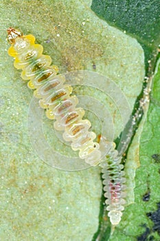 Caterpillar of Horse chestnut leaf miner Cameraria ohridella inside a mine in a chestnut leaf.