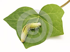 Caterpillar, Housefly Cimbex femorata on a white background