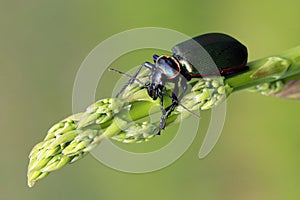 Caterpillar Hunter (Calosoma scrutator)