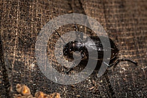 A caterpillar hunter on a tree trunk photo