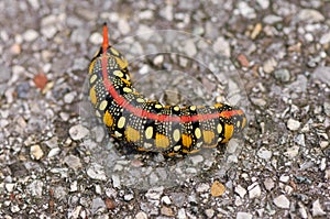 Caterpillar of an Hyles euphorbiae