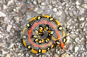 Caterpillar of an Hyles euphorbiae