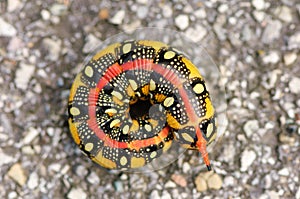 Caterpillar of an Hyles euphorbiae