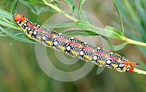 A caterpillar of Hyles euphorbiae spurge hawk-moth