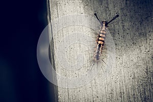 Caterpillar insect bug on concret wall nature rustic background