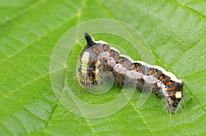 Caterpillar insect euproctis similis