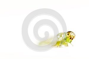 Caterpillar is isolated on white