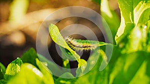 Caterpillar on a juicy green leaf at Sunny day