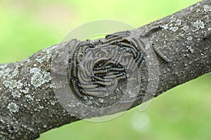 Caterpillar lackey moth cluster on tree