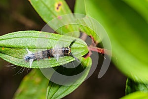 Caterpillar of lappet moth , Lasiocampoidea