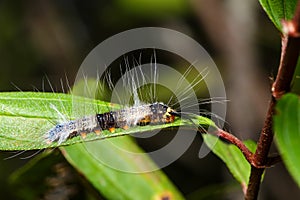 Caterpillar of lappet moth , Lasiocampoidea