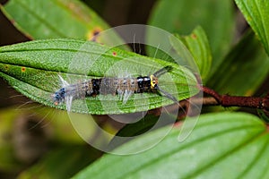 Caterpillar of lappet moth , Lasiocampoidea