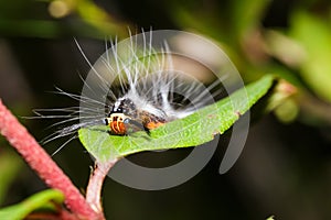 Caterpillar of lappet moth , Lasiocampoidea