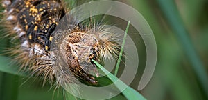 Caterpillar, large, hairy, woolly, chrysalis, drinker, moth, euthrix, patatoria, lasiocampidae, long, larva, big, huge, colorful,