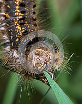 Caterpillar, large, hairy, woolly, chrysalis, drinker, moth, euthrix, patatoria, lasiocampidae, long, larva, big, huge, colorful,