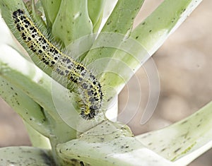 Caterpillar larva of the cabbage white butterfly Pieris brassicae, eating the leaves of a cabbage.