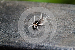 Caterpillar larva in a cloud forest of Reserva Biologica Bosque Nuboso Monteverde, Costa Ri photo