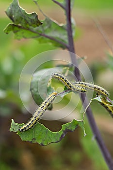 The Caterpillar Larvae Of The Cabbage White Butterfly Eating The Leaves Of A Cabbage. Macro View Of One Caterpillar Eating Green