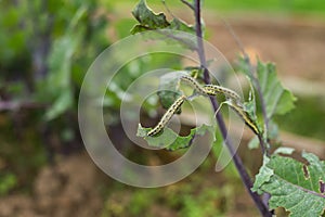 The Caterpillar Larvae Of The Cabbage White Butterfly Eating The Leaves Of A Cabbage. Macro View Of One Caterpillar Eating Green