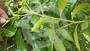 Caterpillar the larval stage of Lepidopteran.