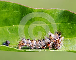 Caterpillar lat. Acronicta rumicis.