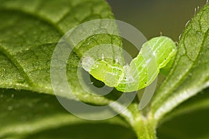 Caterpillar between leaf