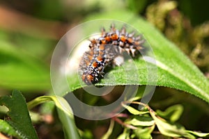 Caterpillar on a leaf