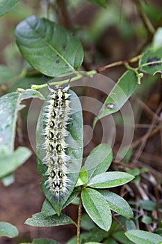 Caterpillar on Leaf