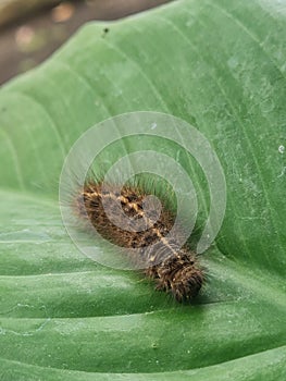 Caterpillar on the leaf