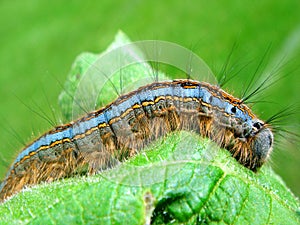 Caterpillar on leaf