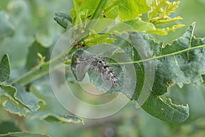 Caterpillar leaf beetle. Ecosystem. Silkworm larva close-up