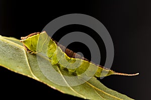 Caterpillar on leaf Cerura vinula